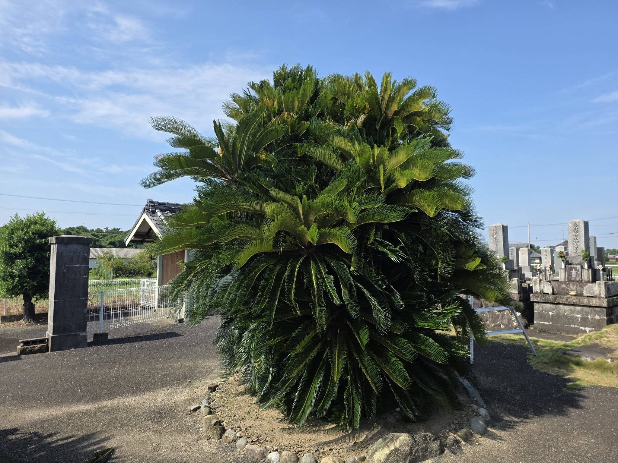 大蔵寺境内のソテツ