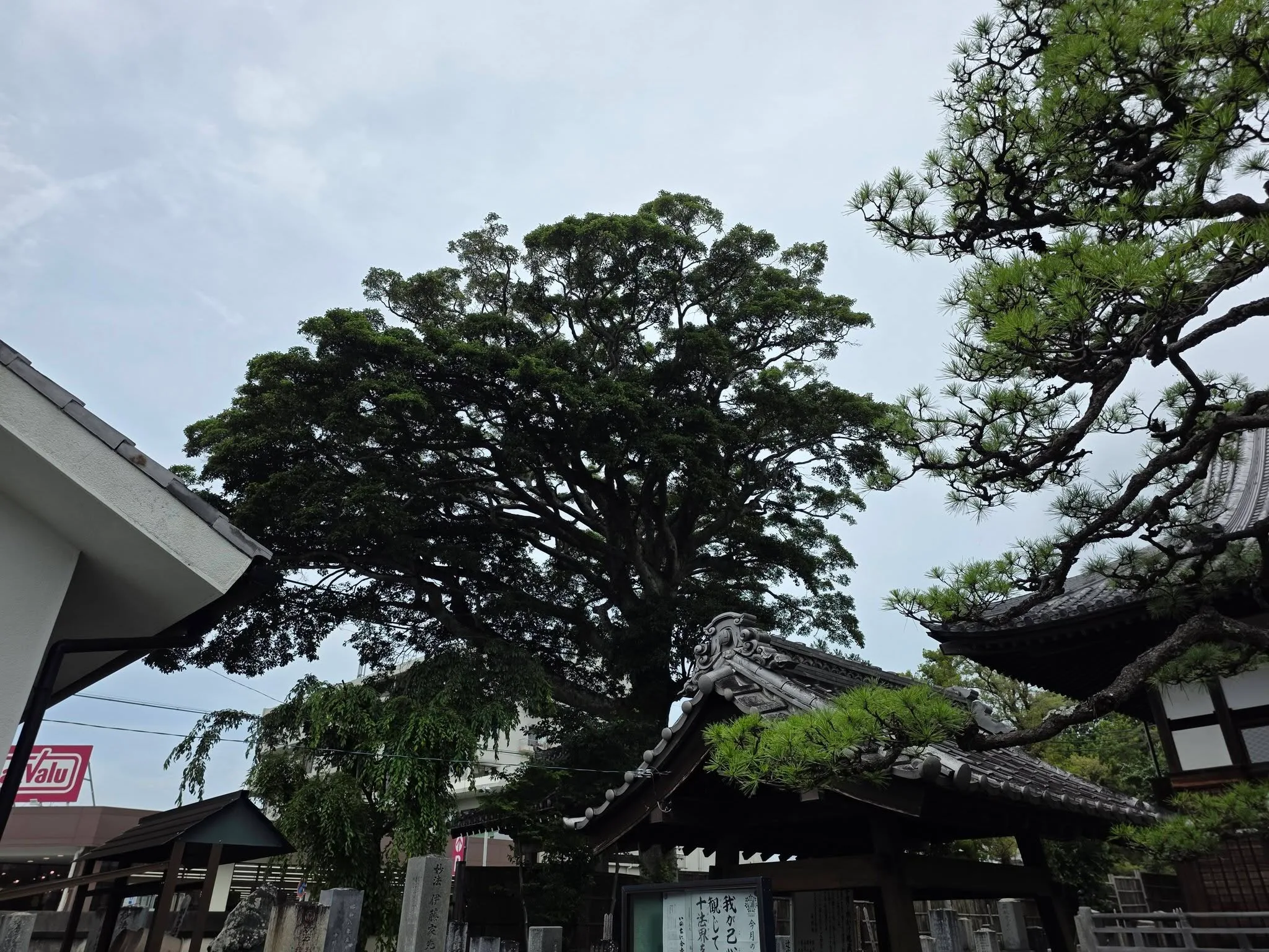 玄妙寺境内のクスノキ