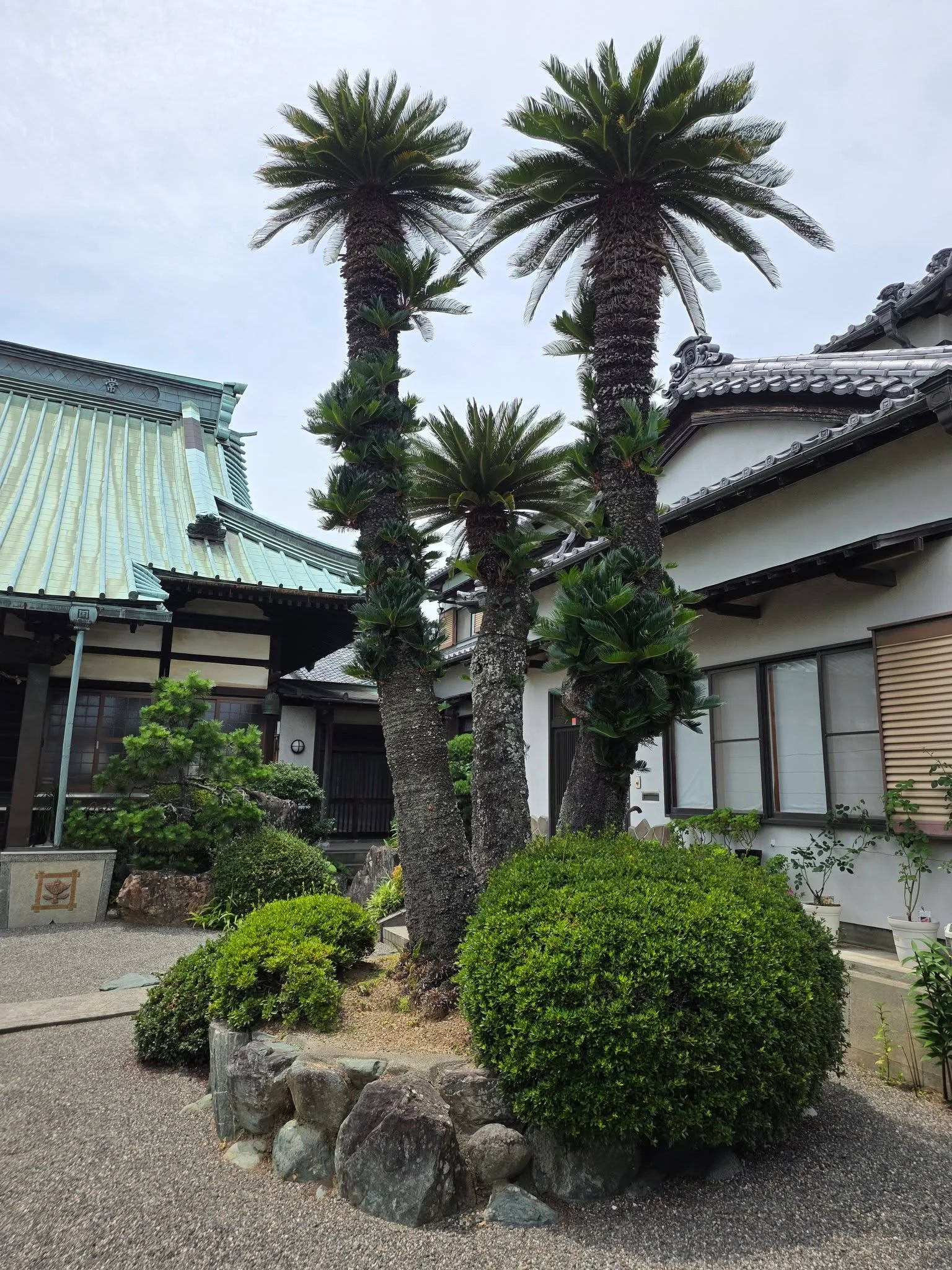 本性寺境内のソテツ