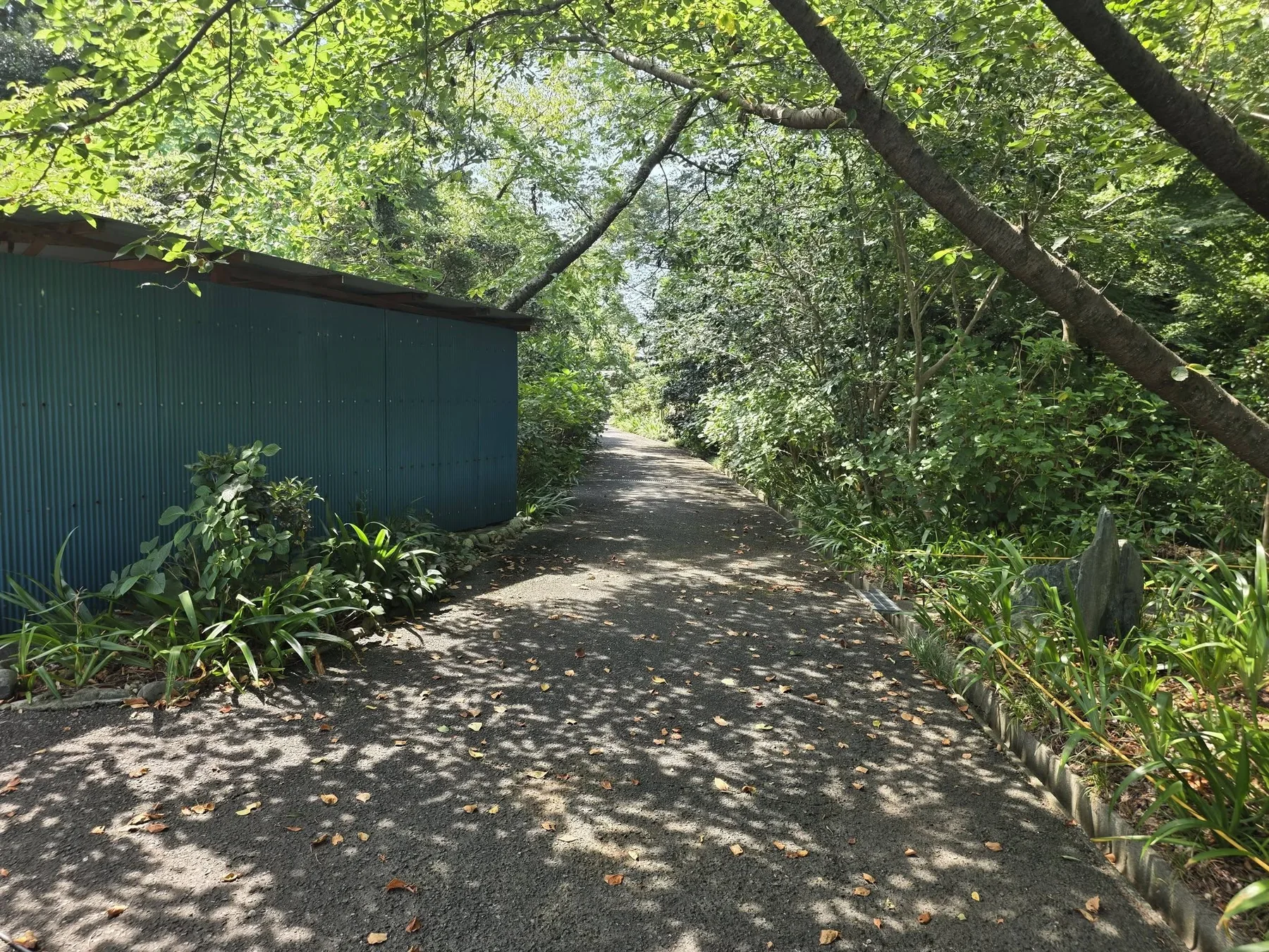 木陰の医王寺裏参道