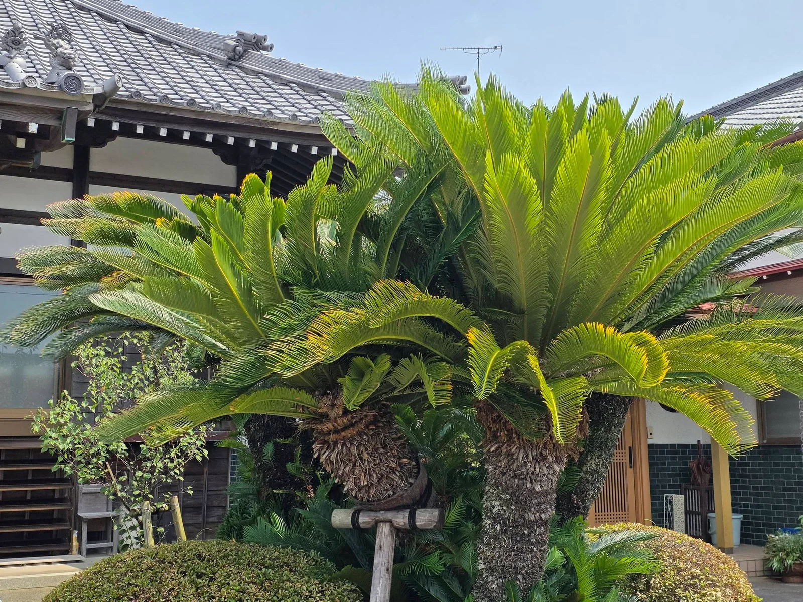 慈慶庵の境内植栽