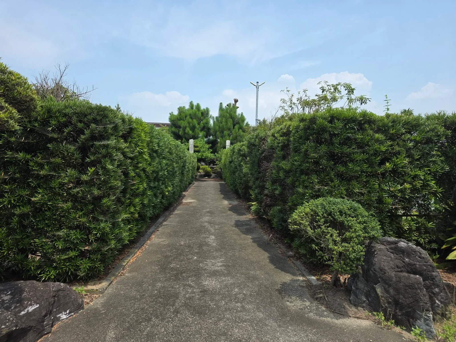 堀之内常楽寺の生垣に囲まれた参道