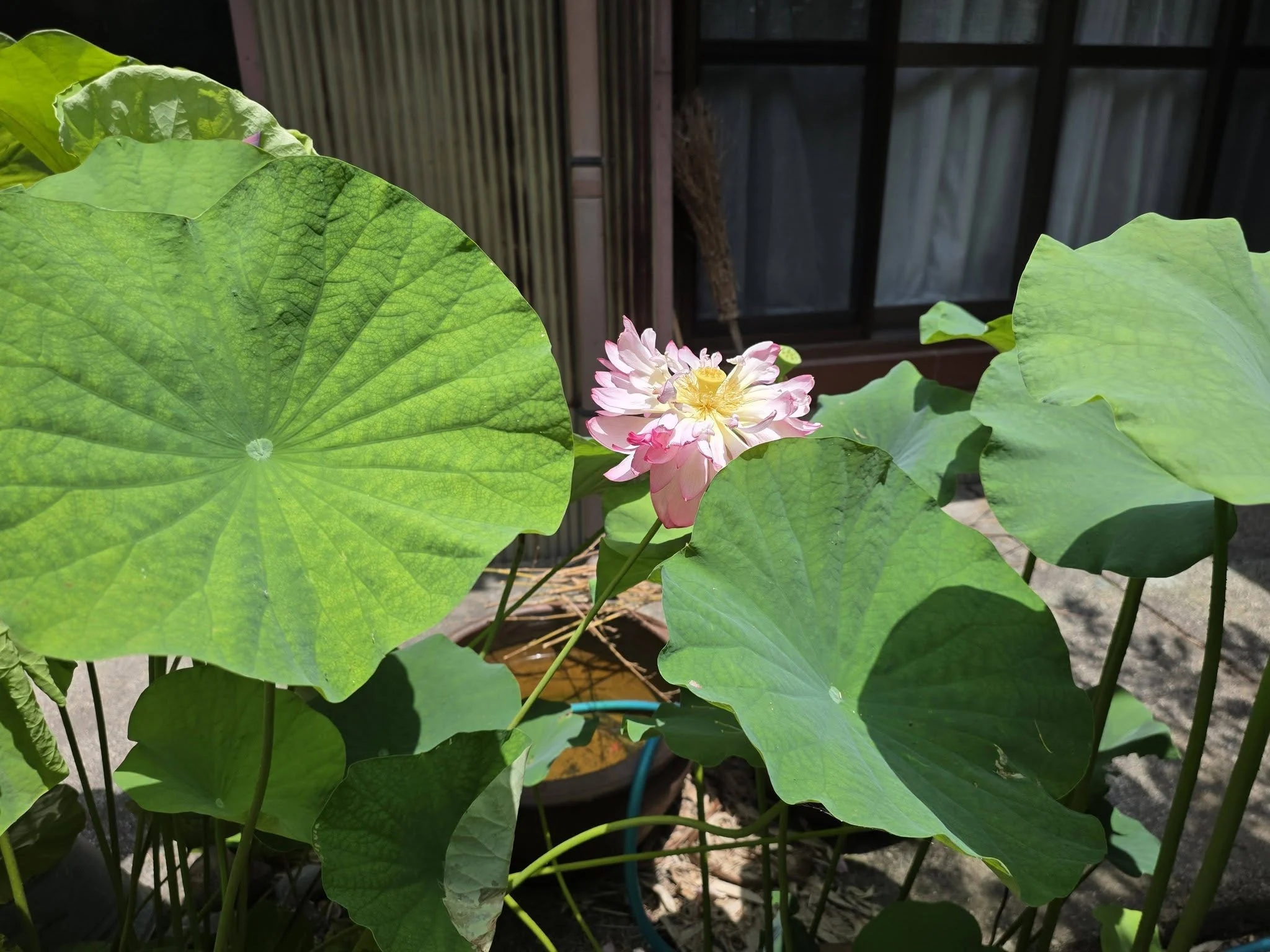 寿正寺境内の蓮