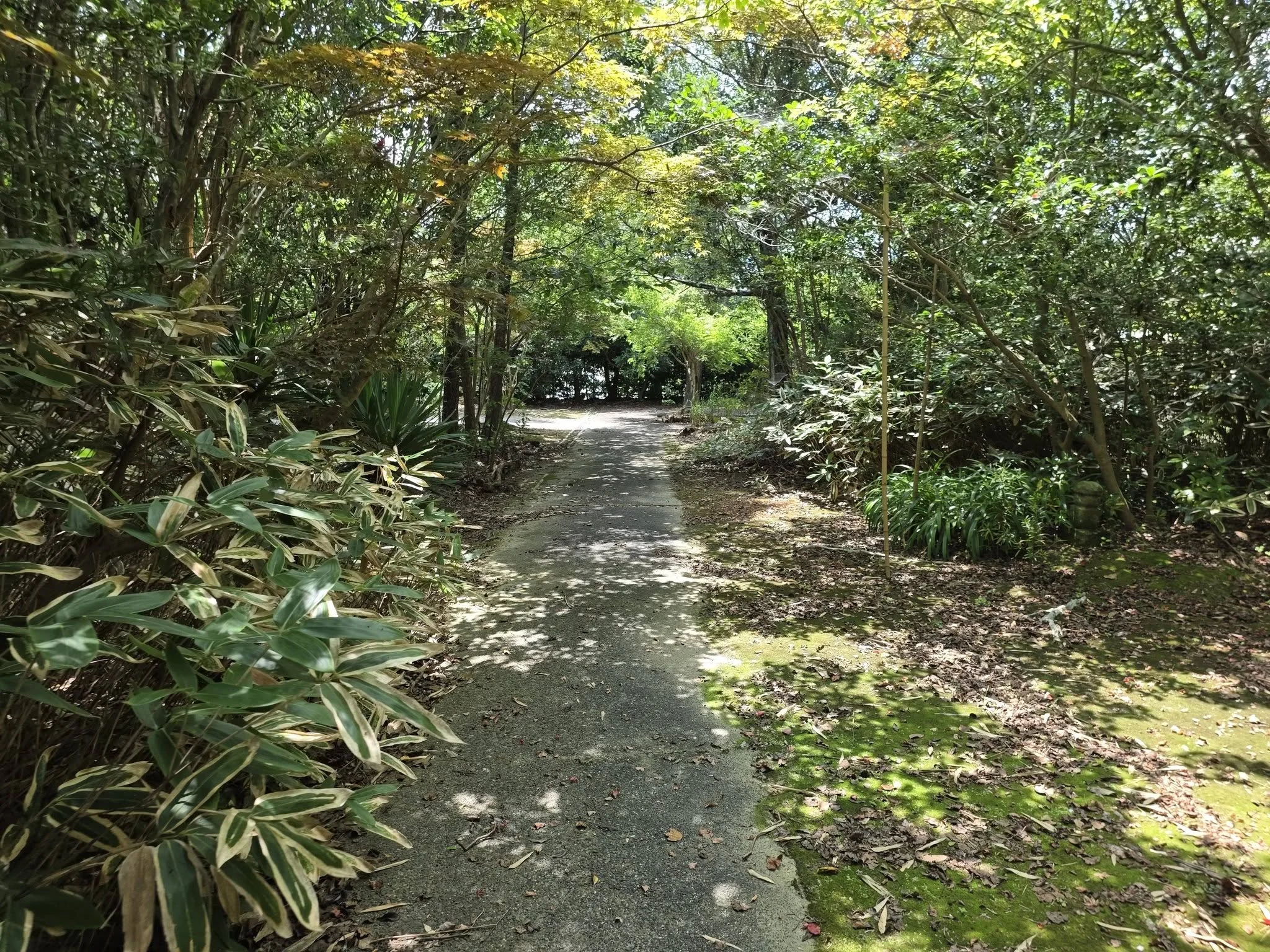 寿正寺の木立に囲まれた参道