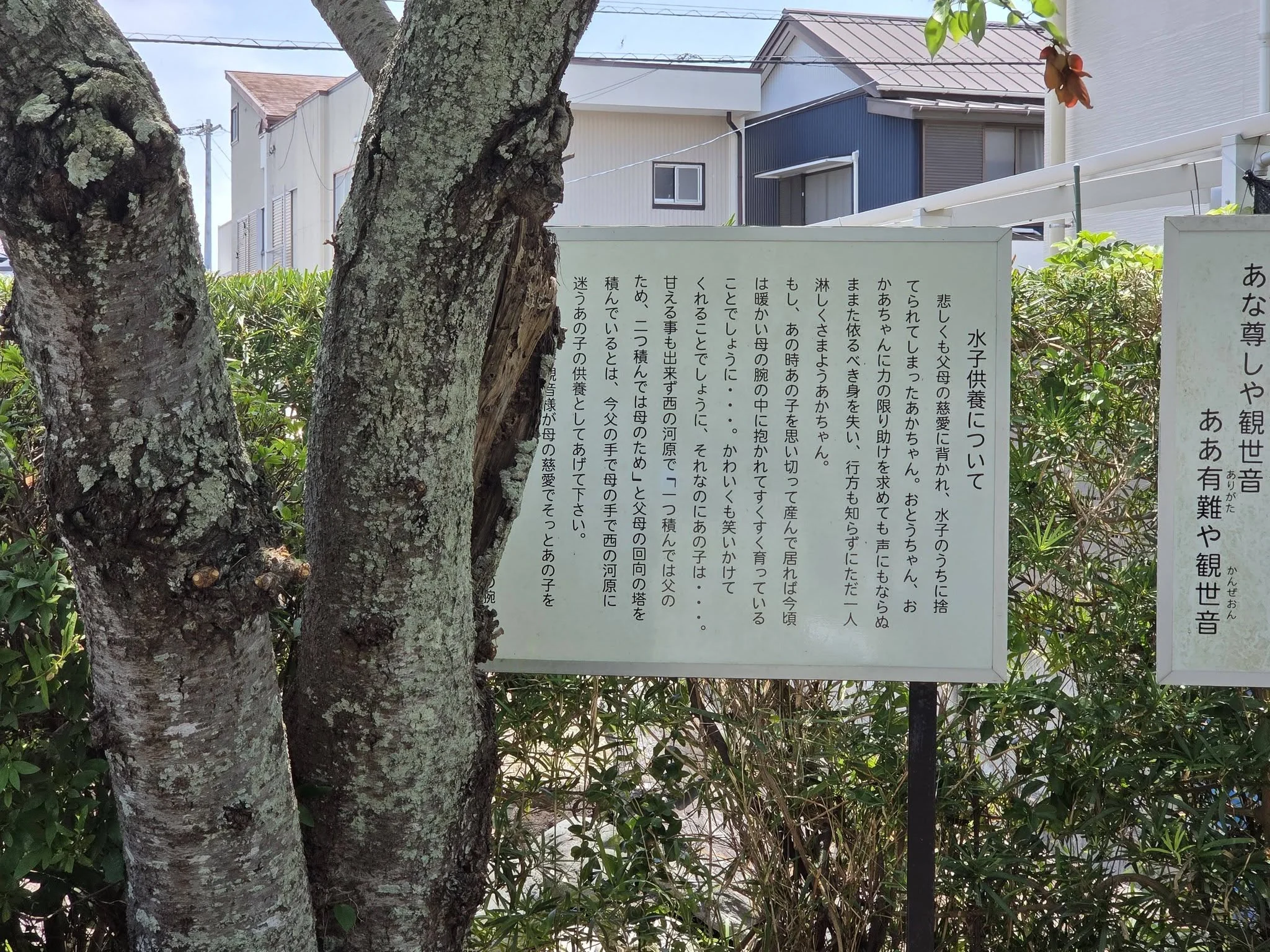 観音寺境内の現地説明板と樹木