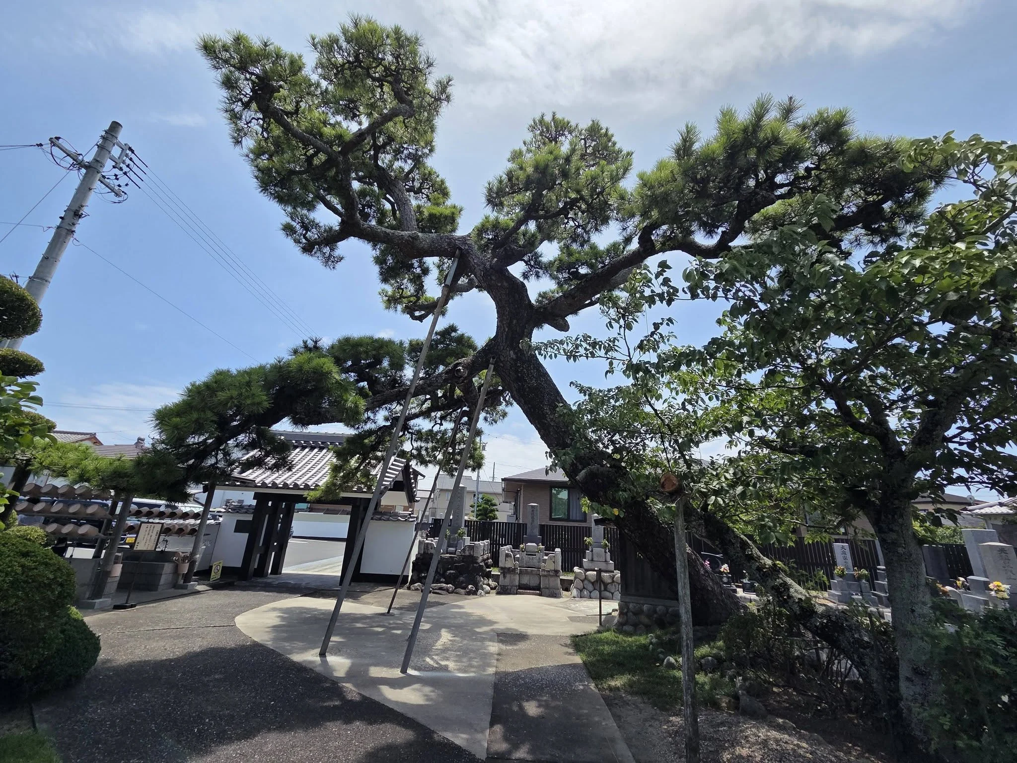 慶昌寺境内の松