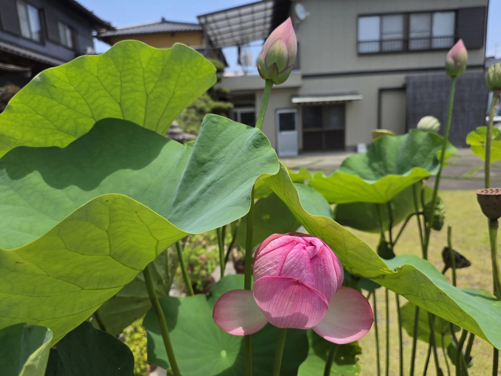 慶昌寺境内に咲く蓮の花