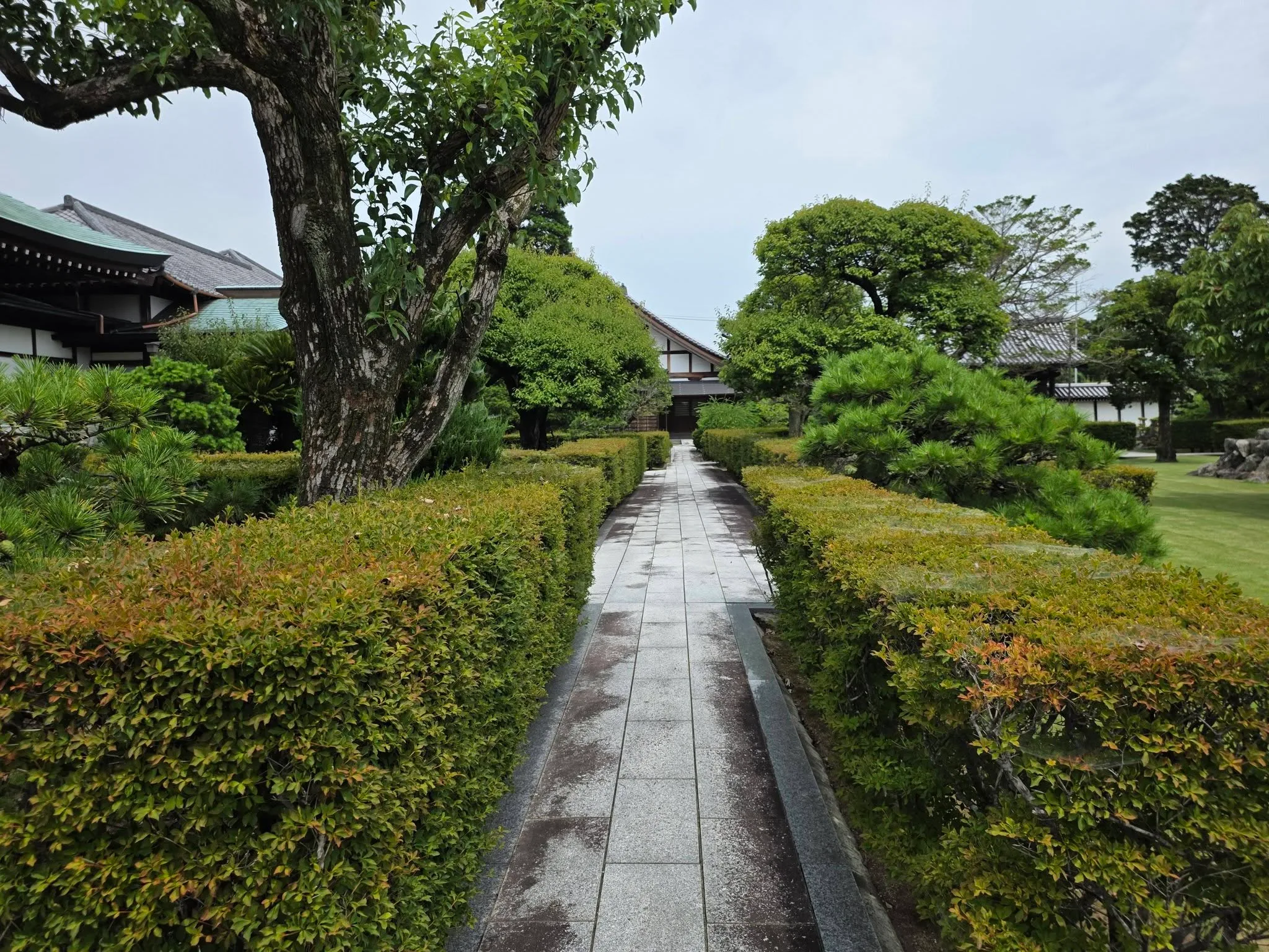 見性寺の参道と生垣