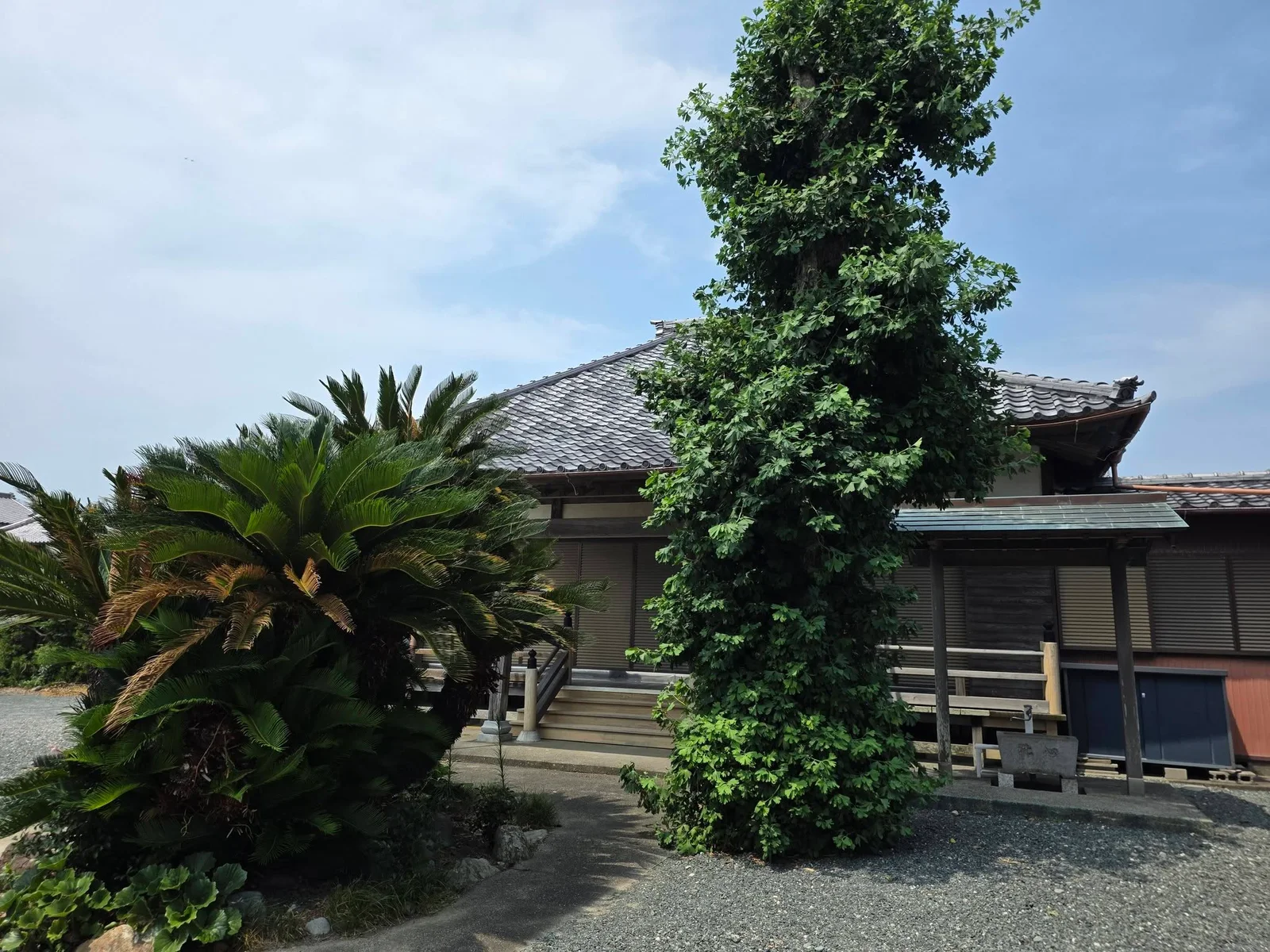 植栽越しに見る萬福寺本堂
