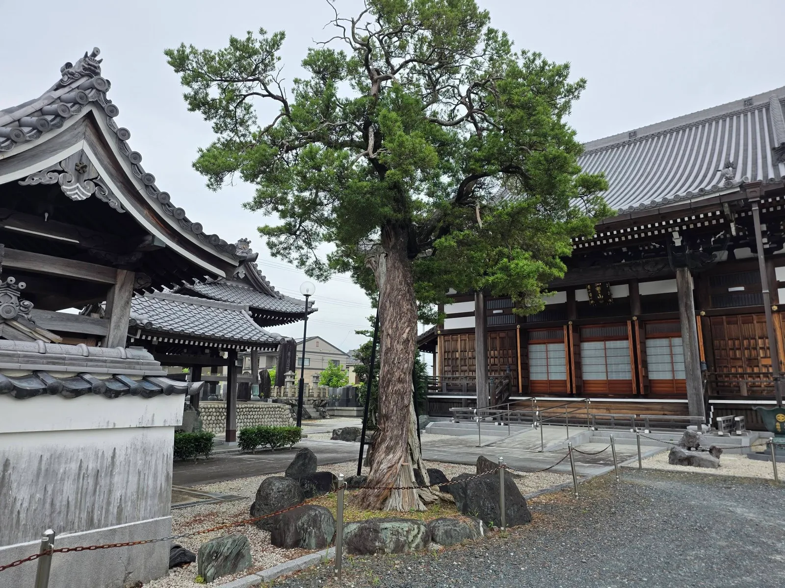西願寺境内の松と本堂
