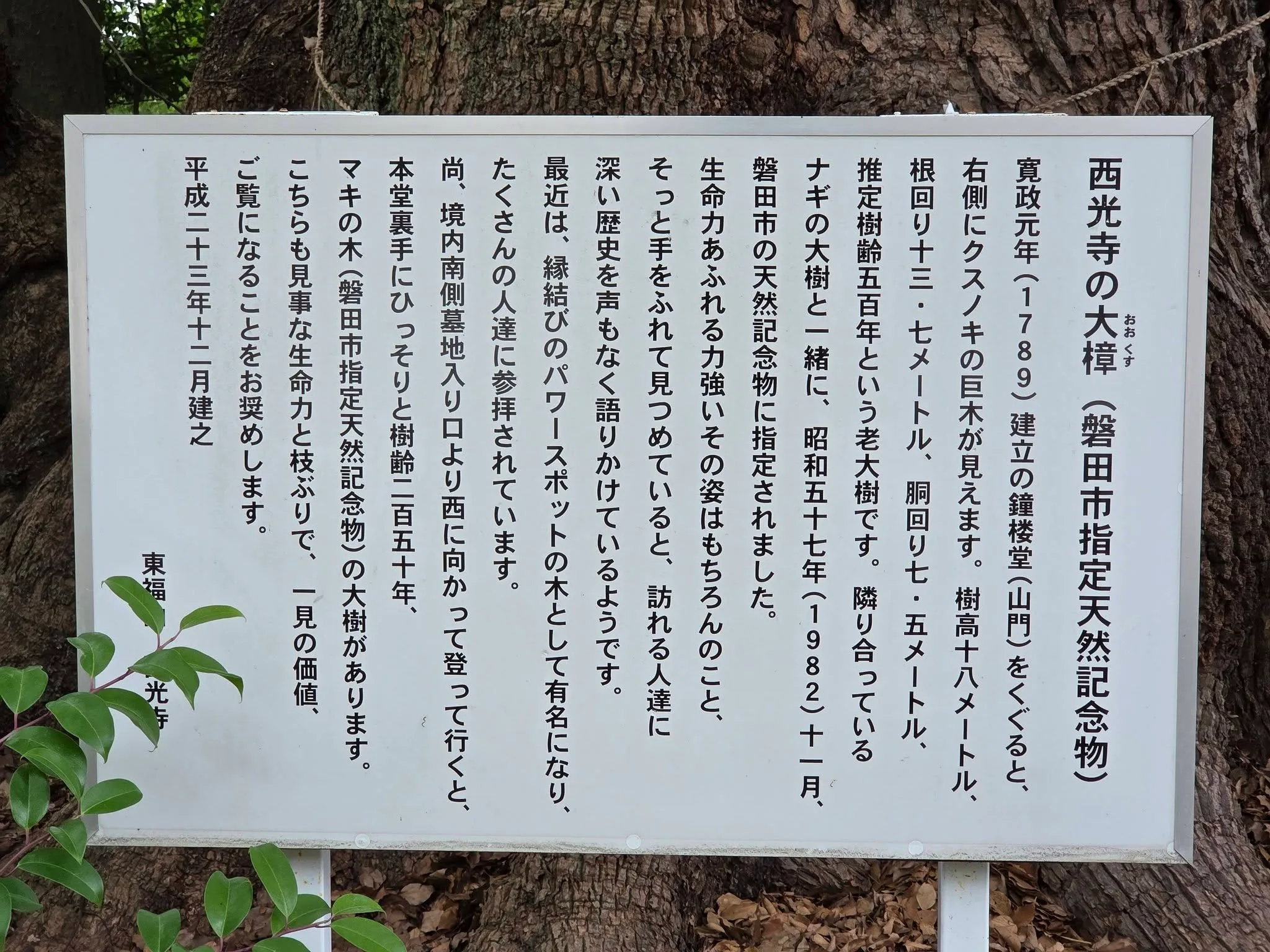 西光寺大クスの案内板