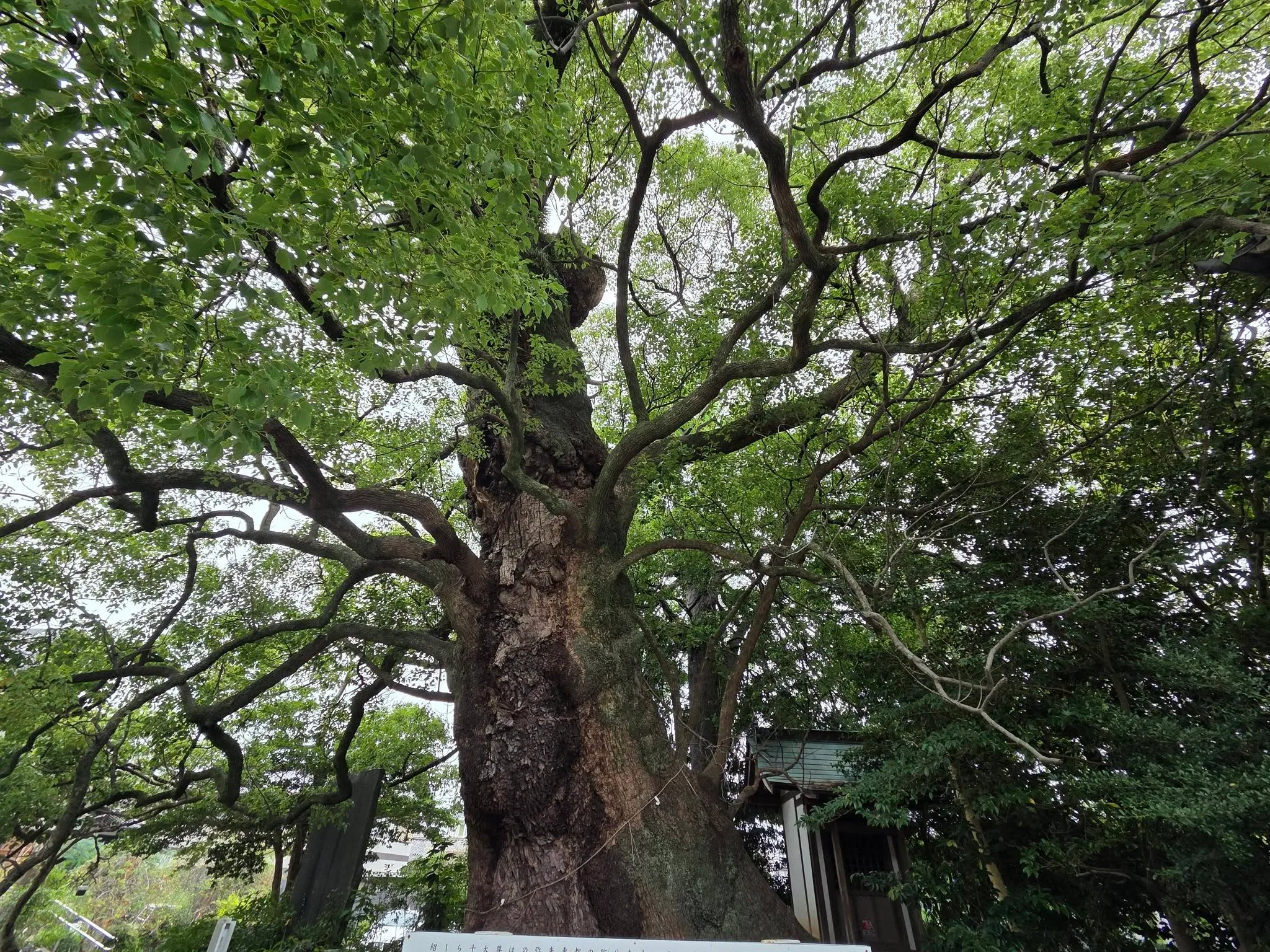 西光寺の大クス