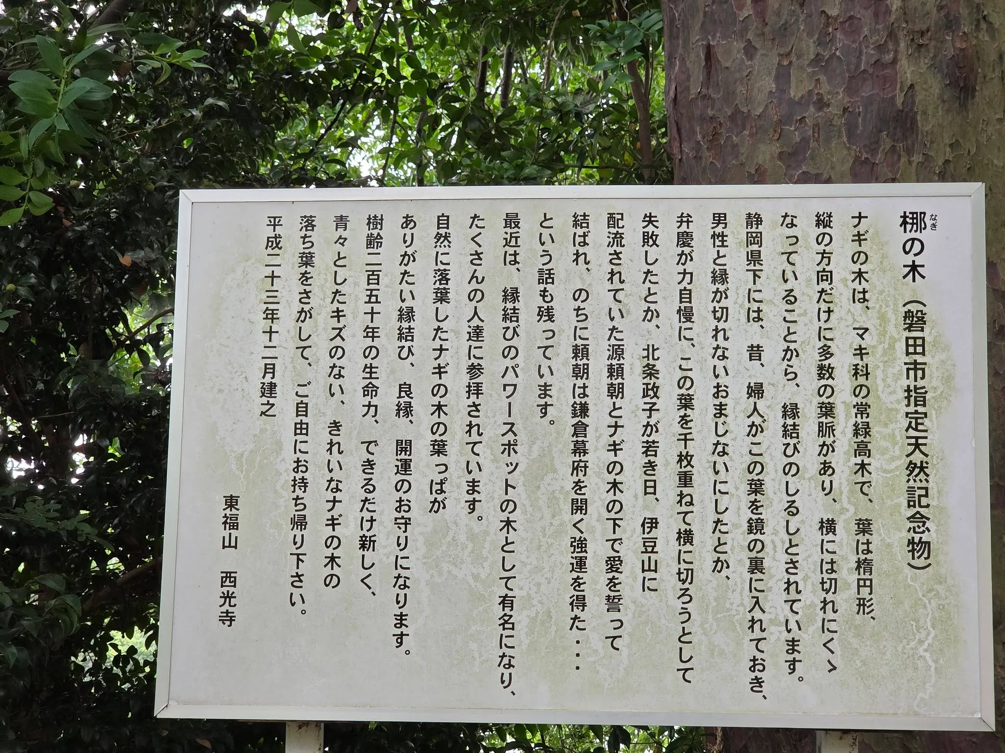 西光寺のナギ案内板