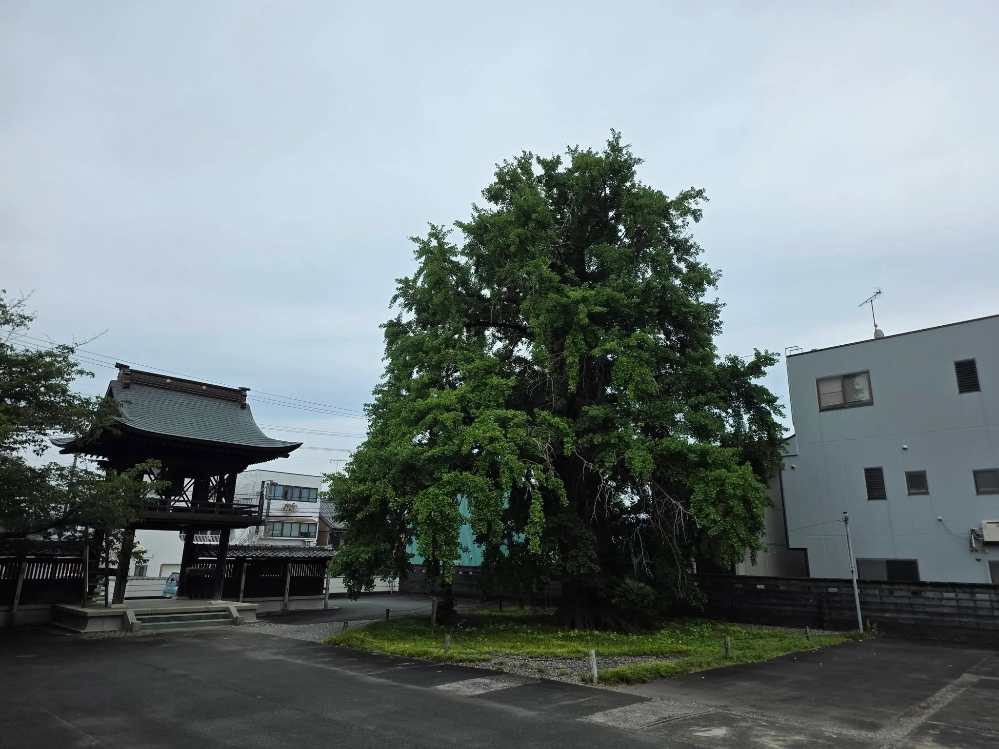 省光寺のイチョウと鐘楼門
