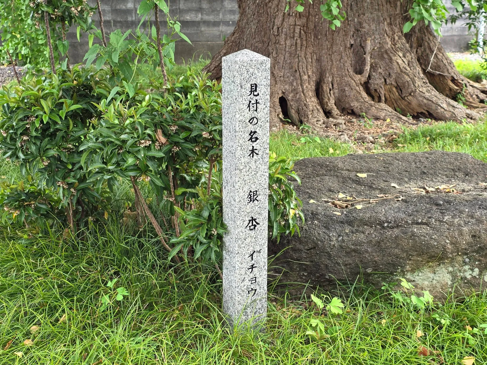省光寺イチョウの幹と標柱