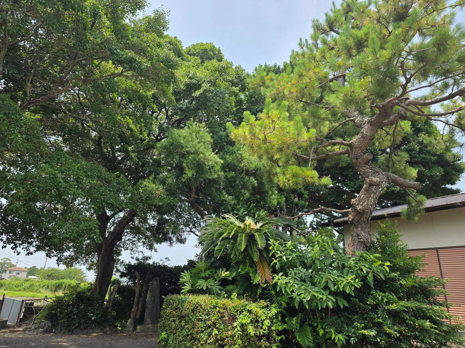正光寺境内周辺の樹木