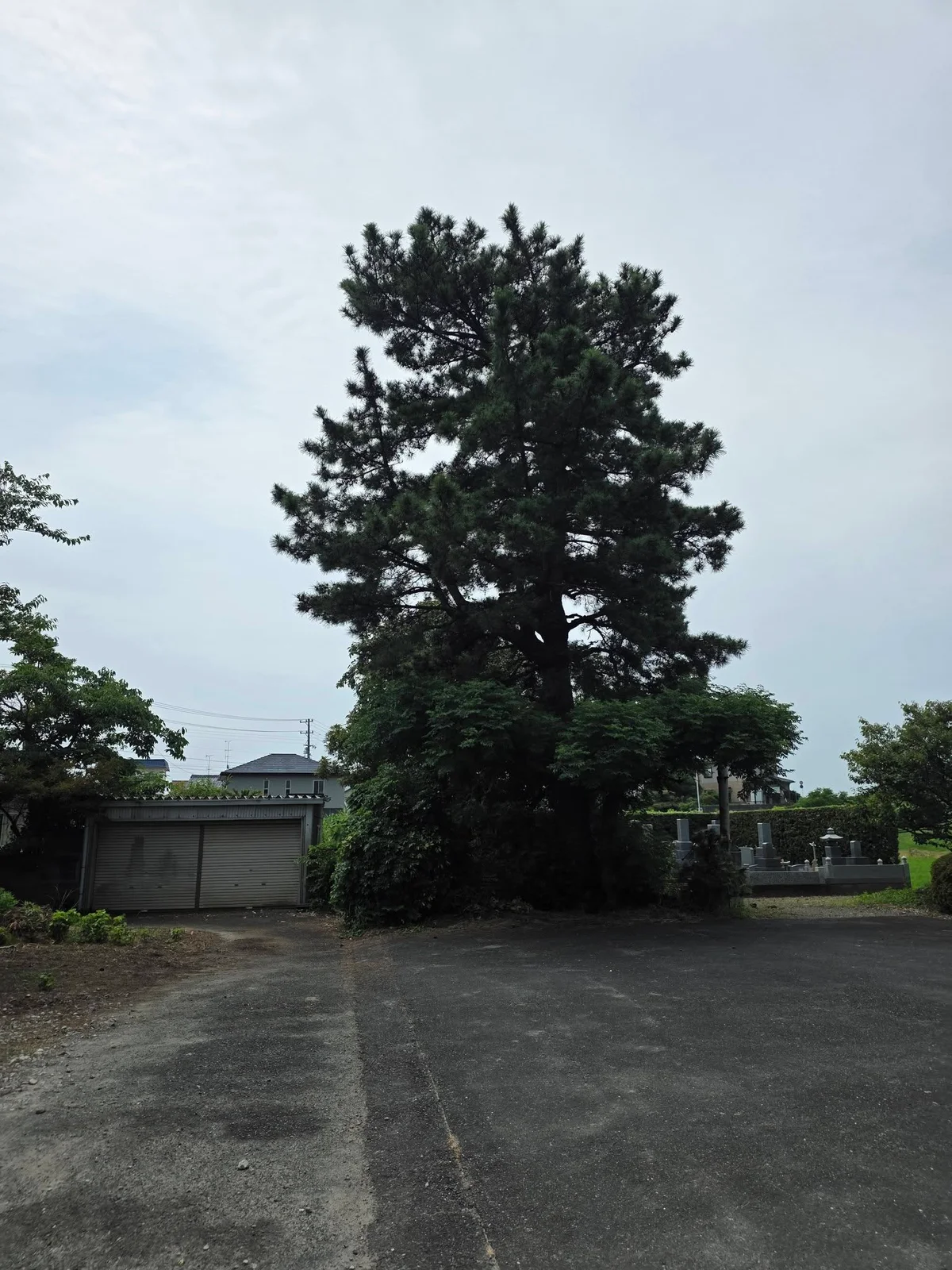 川袋松林寺境内の樹木と墓域