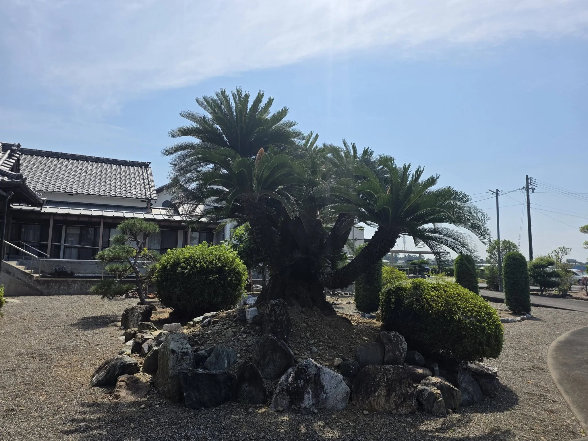 全久院境内のソテツと庭園