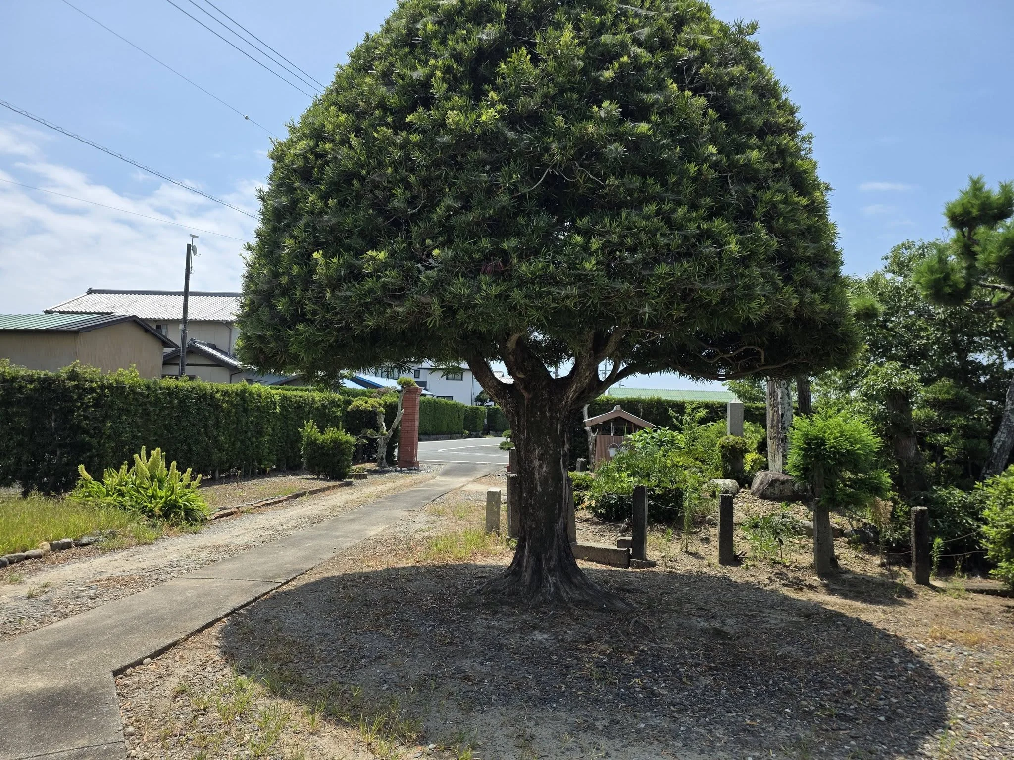 蔵本寺境内の樹木と堂宇