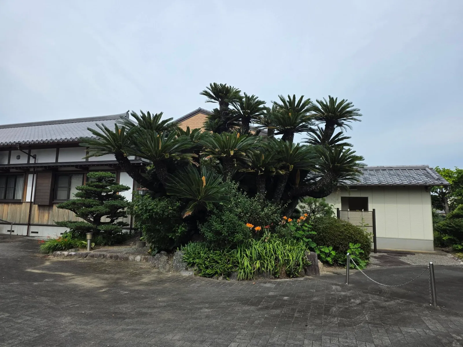 境内の大きなソテツの木