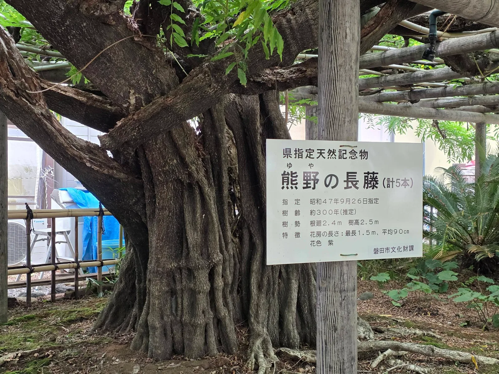 熊野の長藤案内板と老藤の幹